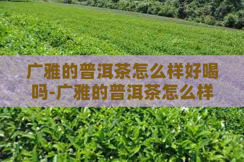 广雅的普洱茶怎么样好喝吗-广雅的普洱茶怎么样好喝吗知乎