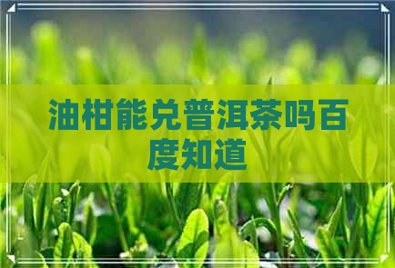 油柑能兑普洱茶吗百度知道