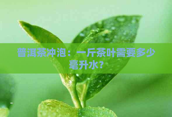 普洱茶冲泡：一斤茶叶需要多少毫升水？