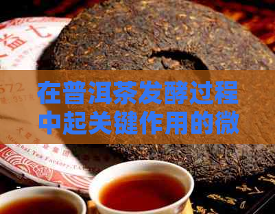 在普洱茶发酵过程中起关键作用的微生物群落解析