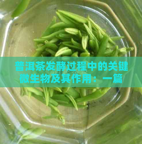 普洱茶发酵过程中的关键微生物及其作用：一篇全面的探索与解析