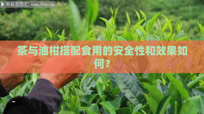 茶与油柑搭配食用的安全性和效果如何？