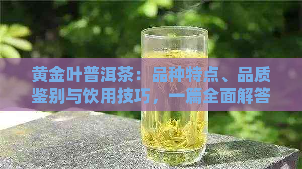 黄金叶普洱茶：品种特点、品质鉴别与饮用技巧，一篇全面解答