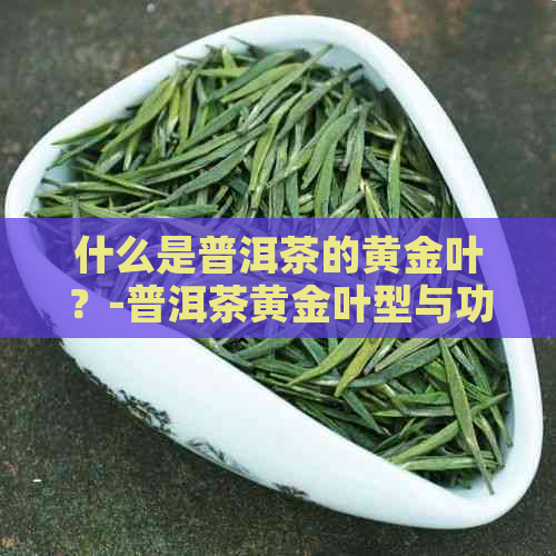 什么是普洱茶的黄金叶？-普洱茶黄金叶型与功效解析