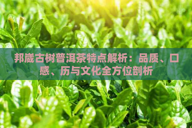 邦崴古树普洱茶特点解析：品质、口感、历与文化全方位剖析