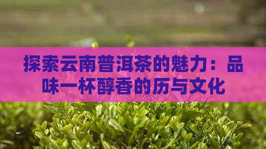 探索云南普洱茶的魅力：品味一杯醇香的历与文化