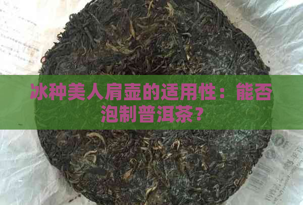 冰种美人肩壶的适用性：能否泡制普洱茶？