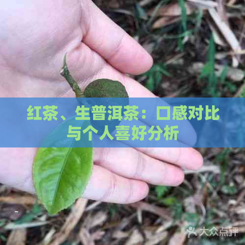 红茶、生普洱茶：口感对比与个人喜好分析