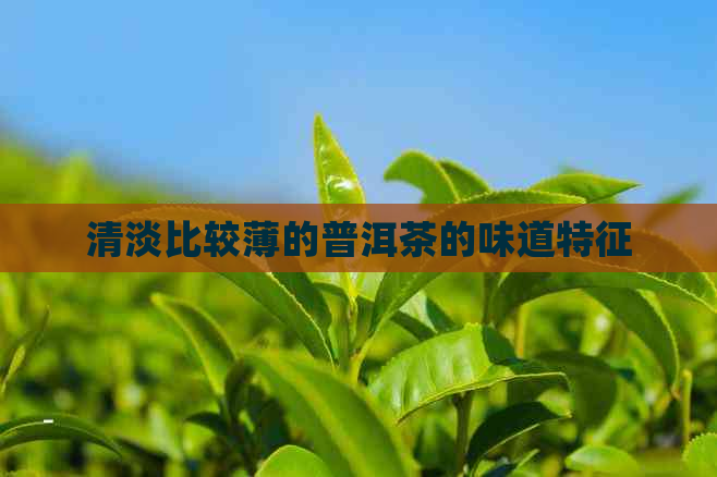 清淡比较薄的普洱茶的味道特征