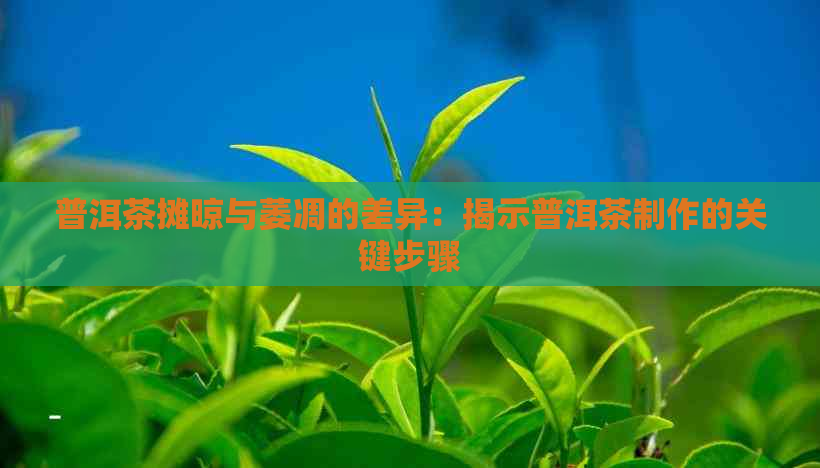 普洱茶摊晾与萎凋的差异：揭示普洱茶制作的关键步骤