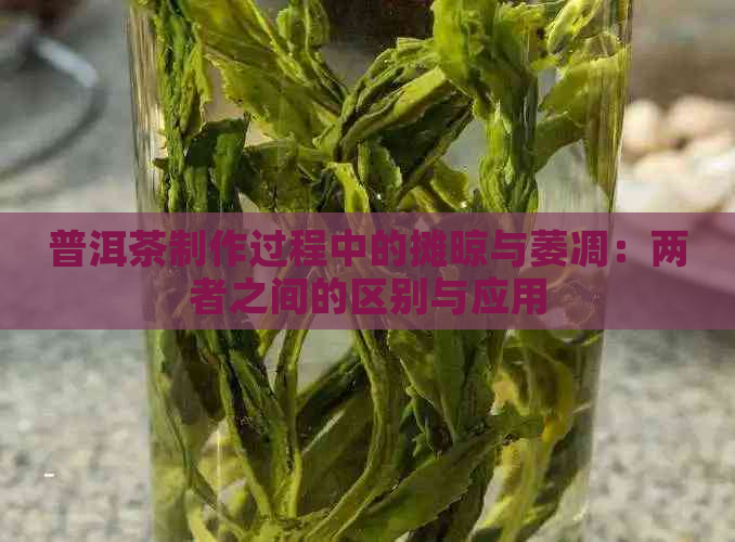 普洱茶制作过程中的摊晾与萎凋：两者之间的区别与应用