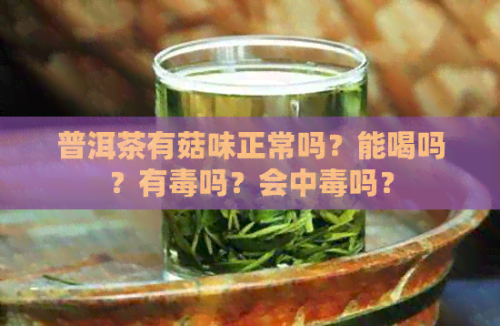 普洱茶有菇味正常吗？能喝吗？有吗？会中吗？