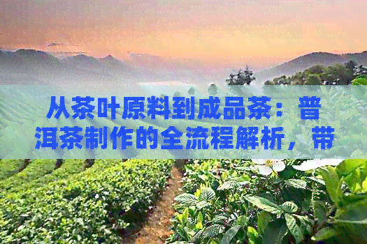 从茶叶原料到成品茶：普洱茶制作的全流程解析，带你了解一斤茶叶背后的故事