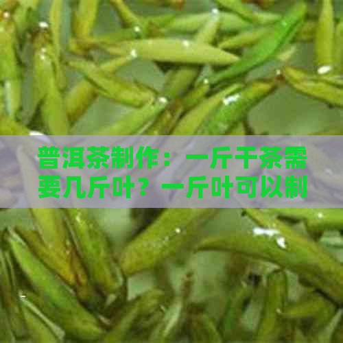 普洱茶制作：一斤干茶需要几斤叶？一斤叶可以制作多少毛茶？