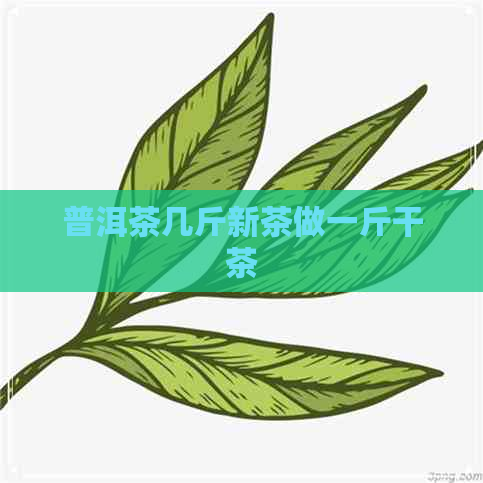 普洱茶几斤新茶做一斤干茶