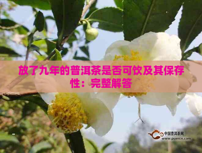 放了九年的普洱茶是否可饮及其保存性：完整解答