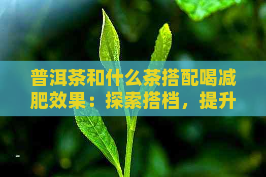 普洱茶和什么茶搭配喝减肥效果：探索搭档，提升瘦身效果！