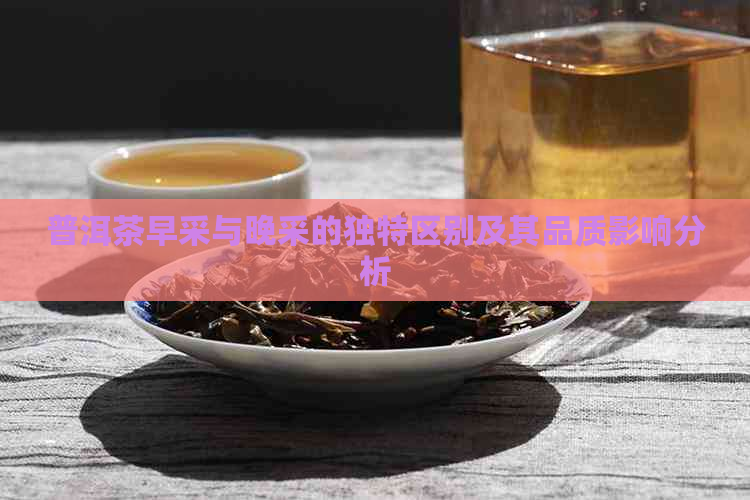 普洱茶早采与晚采的独特区别及其品质影响分析