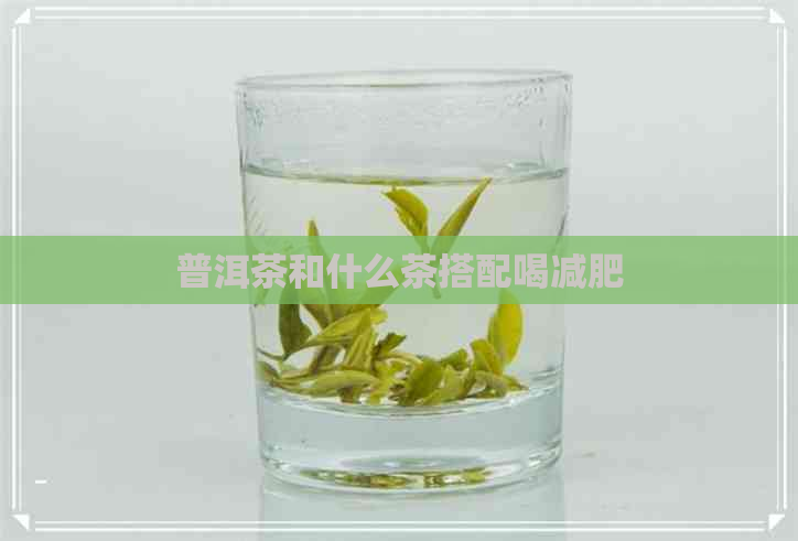 普洱茶和什么茶搭配喝减肥