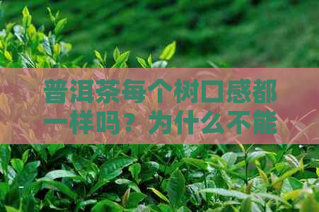 普洱茶每个树口感都一样吗？为什么不能喝？