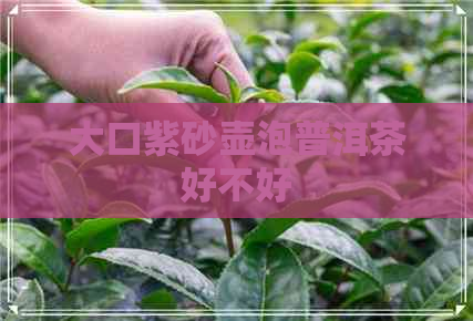 大口紫砂壶泡普洱茶好不好