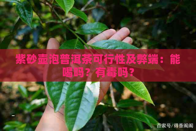 紫砂壶泡普洱茶可行性及弊端：能喝吗？有吗？