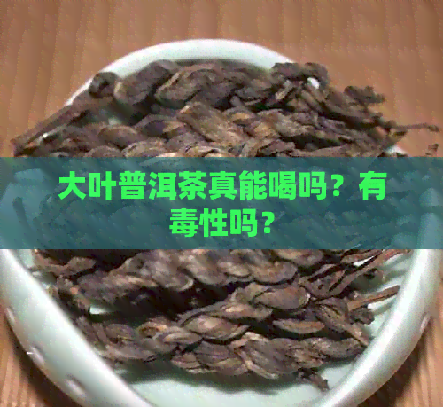 大叶普洱茶真能喝吗？有性吗？