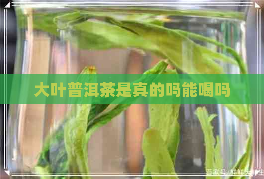 大叶普洱茶是真的吗能喝吗