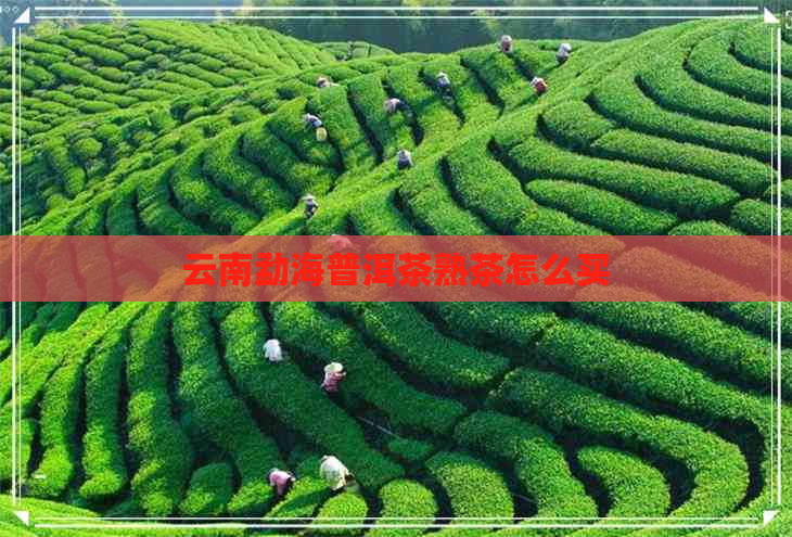 云南勐海普洱茶熟茶怎么买