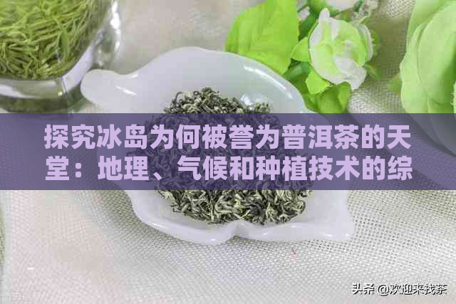 探究冰岛为何被誉为普洱茶的天堂：地理、气候和种植技术的综合分析