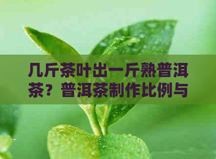 几斤茶叶出一斤熟普洱茶？普洱茶制作比例与熟普洱茶的关系探讨