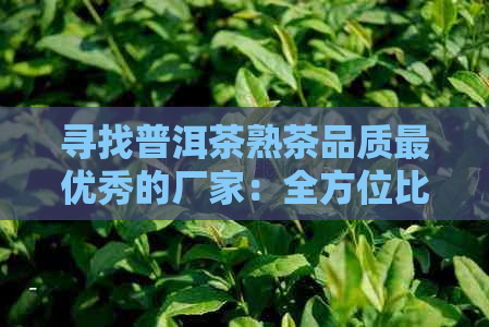 寻找普洱茶熟茶品质更优秀的厂家：全方位比较和推荐