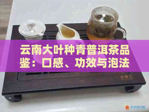 云南大叶种青普洱茶品鉴：口感、功效与泡法全面解析，看看它是否真的好喝？