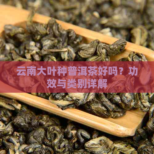 云南大叶种普洱茶好吗？功效与类别详解