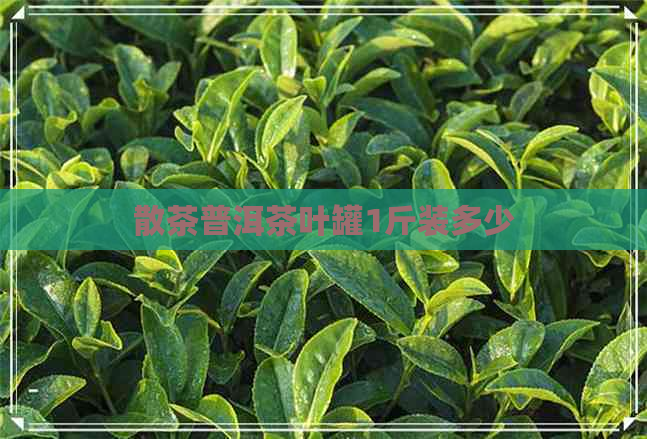 散茶普洱茶叶罐1斤装多少