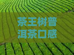 茶王树普洱茶口感特点：产地与风味介绍