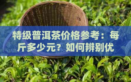 特级普洱茶价格参考：每斤多少元？如何辨别优质茶叶？