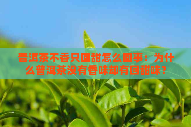 普洱茶不香只回甜怎么回事：为什么普洱茶没有香味却有回甜味？