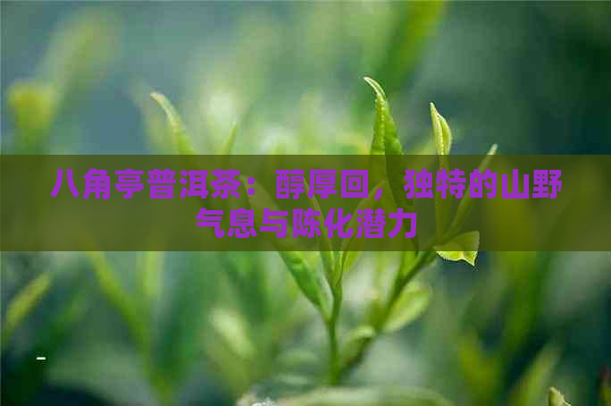 八角亭普洱茶：醇厚回，独特的山野气息与陈化潜力