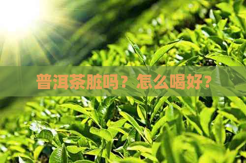 普洱茶脏吗？怎么喝好？