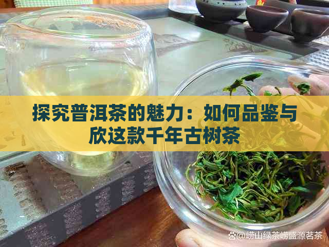 探究普洱茶的魅力：如何品鉴与欣这款千年古树茶