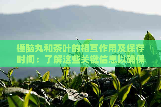 樟脑丸和茶叶的相互作用及保存时间：了解这些关键信息以确保安全饮用！