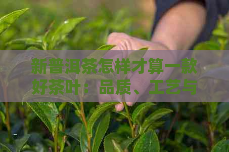 新普洱茶怎样才算一款好茶叶：品质、工艺与口感并重