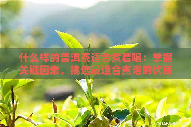 什么样的普洱茶适合煮着喝：掌握关键因素，挑选最适合煮泡的优质普洱茶