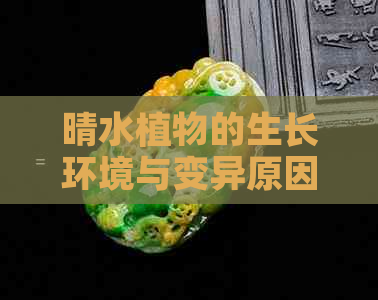 晴水植物的生长环境与变异原因：解答关于晴水容易变种的疑问