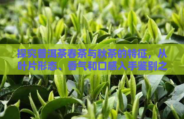 探究普洱茶春茶与秋茶的特征，从叶片形态、香气和口感入手鉴别之道