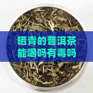 晒青的普洱茶能喝吗有吗会中吗-晒青的普洱茶能喝吗有吗会中吗视频