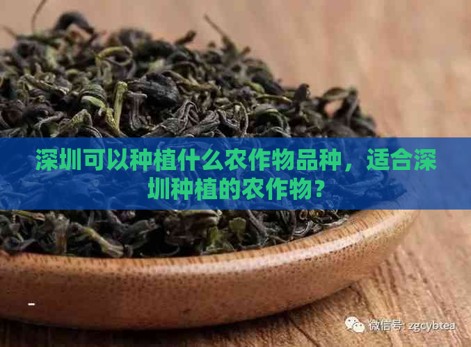 深圳可以种植什么农作物品种，适合深圳种植的农作物？