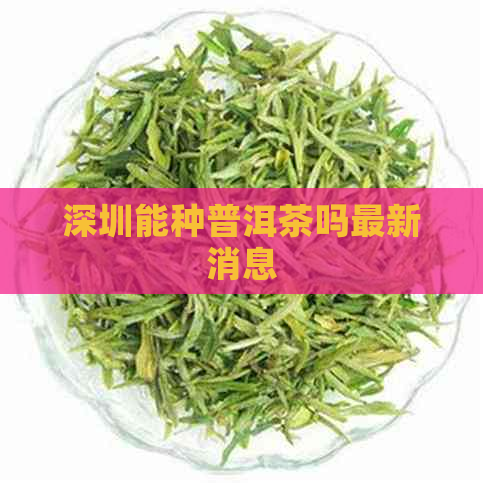 深圳能种普洱茶吗最新消息