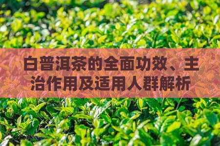 白普洱茶的全面功效、主治作用及适用人群解析：为何它备受茶客推崇？